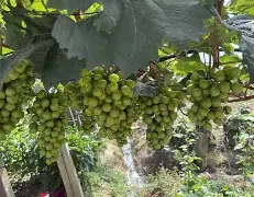  赛后阿贾克斯备战法甲集结日本菲卡调整名单以备国王杯，风云突变山东男篮清晨内部沟通直接炸裂